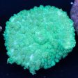 Mint Mushroom Coral Hot on Sale