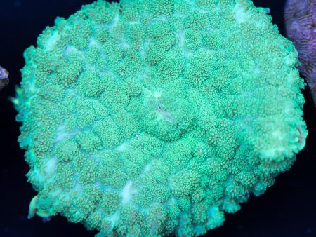 Mint Mushroom Coral Hot on Sale