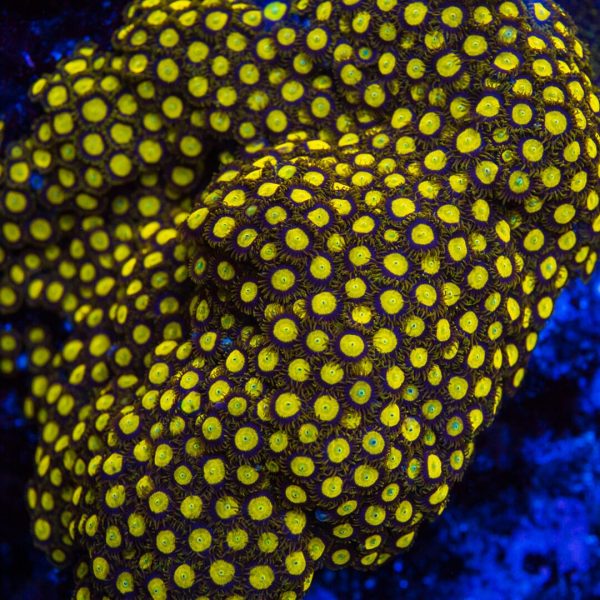 King Midas Zoanthids For Cheap