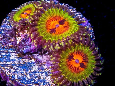 Bowtie Blaster Zoanthids Supply