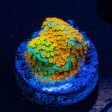 Jason Fox Fruity Pebbles Montipora Coral Hot on Sale