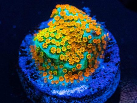 Jason Fox Fruity Pebbles Montipora Coral Hot on Sale