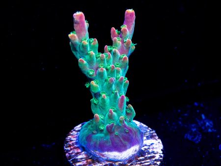 BC Bubble Bath Unicorn Acropora Cheap