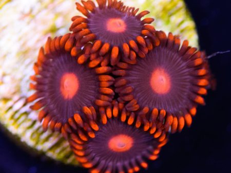 WWC Clementine Zoanthids Supply