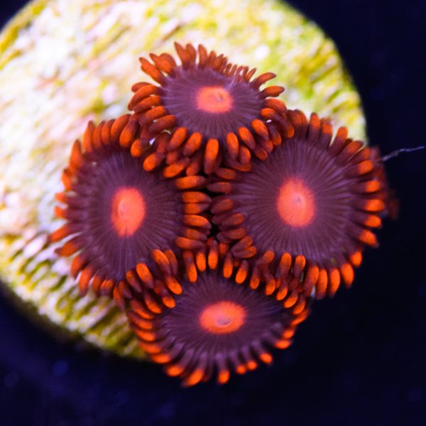 WWC Clementine Zoanthids Supply