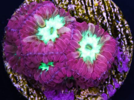 Blastomussa Merletti Coral on Sale