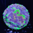 Jason Fox PPE Cyphastrea Coral Discount