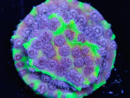 Jason Fox PPE Cyphastrea Coral Discount