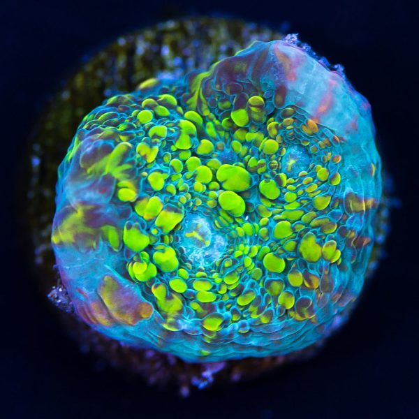 WWC 7UP Chalice Coral on Sale