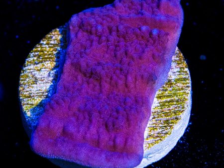 Vivid s Purple Cap Montipora Coral Online