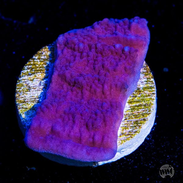 Vivid s Purple Cap Montipora Coral Online