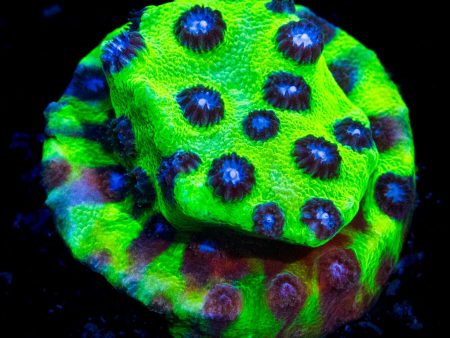 Jason Fox Master PPE Cyphastrea Coral Sale