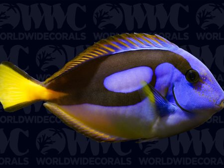 Yellow Belly Hippo Tang - Kenya For Cheap