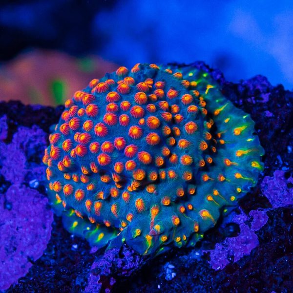 WWC Rainbow Madness Cyphastrea Coral Online Sale