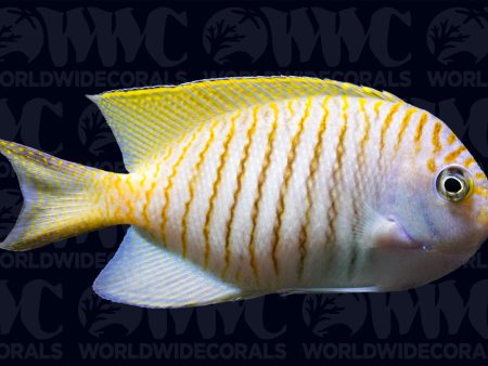 Zebra Swallowtail Angelfish - Male - Indonesia Cheap