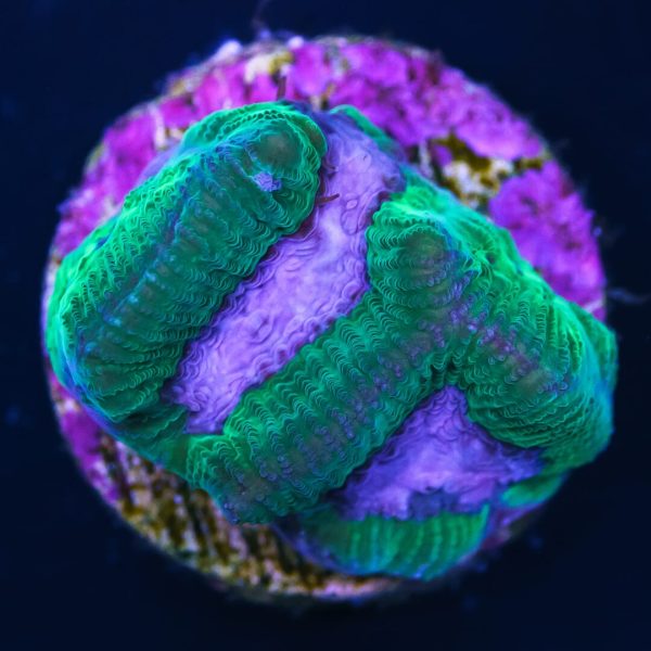 WWC Lavender Platygyra Coral Online