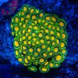 WWC Queen Midas Zoanthids Hot on Sale