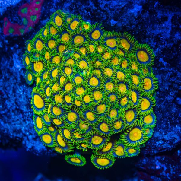 WWC Queen Midas Zoanthids Hot on Sale