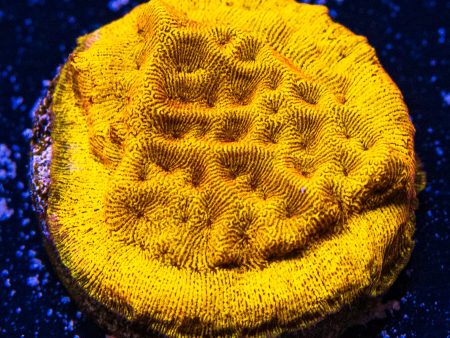 CC Tangerine Juice Leptoseris Coral Online Hot Sale