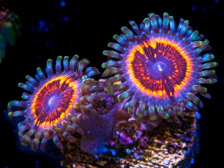 Armor of God Zoanthids Discount