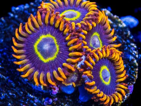 Rainbow Hornet Zoanthids Online Sale