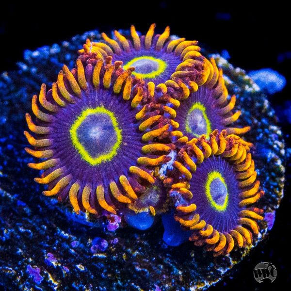 Rainbow Hornet Zoanthids Online Sale