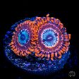 Utter Peace Zoanthids on Sale