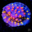 WWC Rainbow Madness Cyphastrea Coral Online Sale