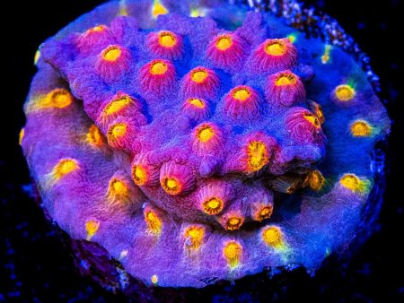 WWC Rainbow Madness Cyphastrea Coral Online Sale