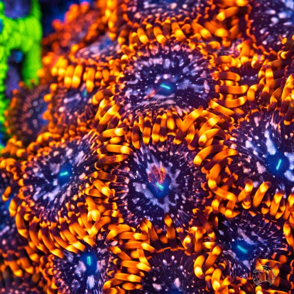 Utter Chaos Zoanthids Cheap