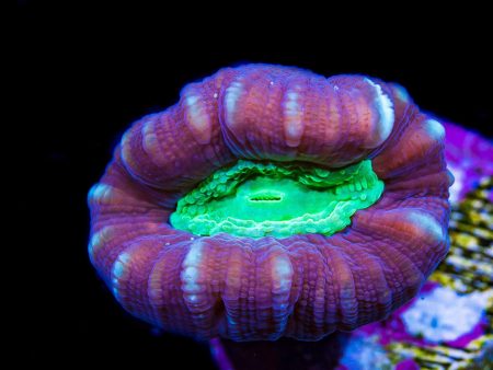 Alien Eye Candy Cane Coral Sale