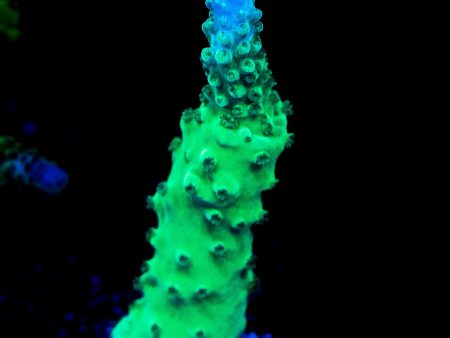 WWC Green Lightning Stag Acropora Discount