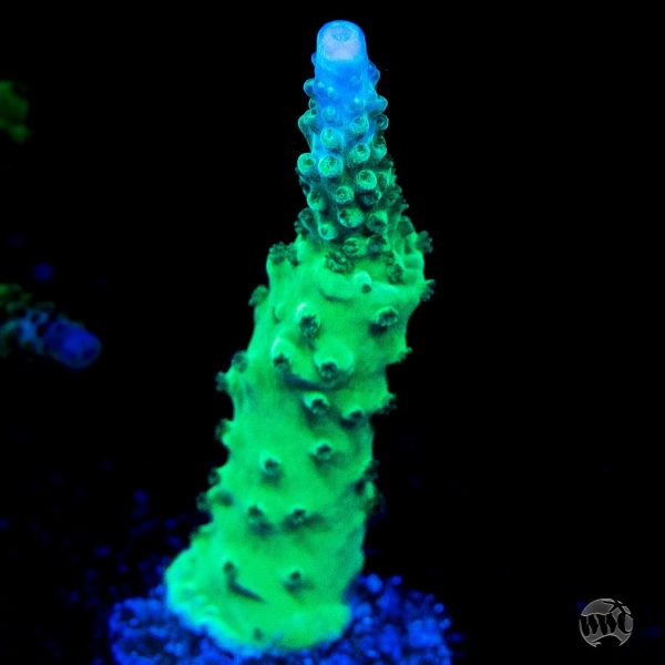 WWC Green Lightning Stag Acropora Discount