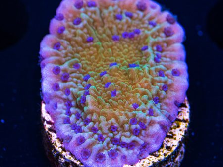 Tyree Flower Petal Montipora Coral For Sale