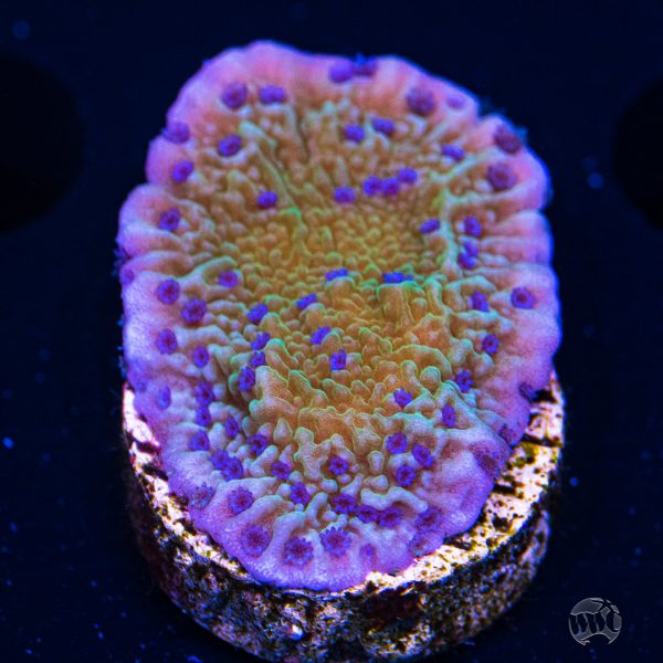 Tyree Flower Petal Montipora Coral For Sale