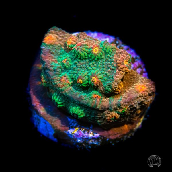 WWC Tutti Fruiti Grafted Cyphastrea Coral Online now