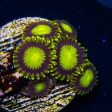 King Midas Zoanthids For Cheap