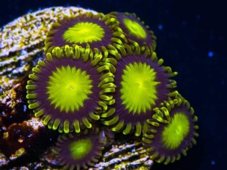 King Midas Zoanthids For Cheap