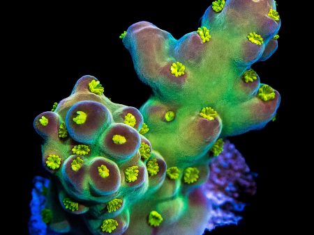 WWC Aurora Acropora For Sale