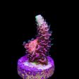 Tyree Rouge Mille Acropora Fashion