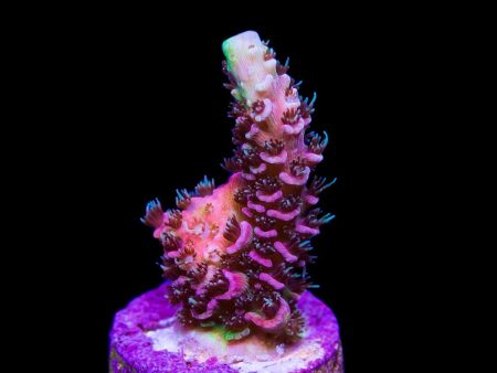 Tyree Rouge Mille Acropora Fashion