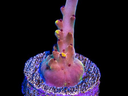 BR Bio Flame Acropora Online Hot Sale