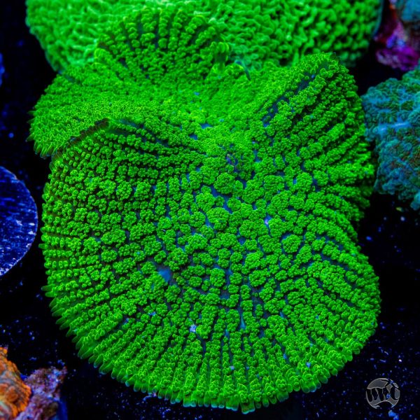 WWC Snakeskin Mushroom Coral Sale