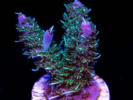 WWC Grizzly Adams Acropora Online Hot Sale