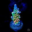 Jason Fox Homewrecker Tenuis Acropora For Sale