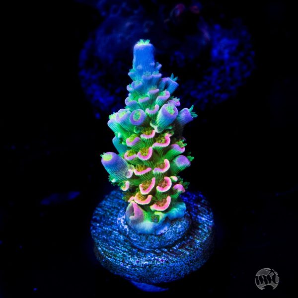 Jason Fox Homewrecker Tenuis Acropora For Sale