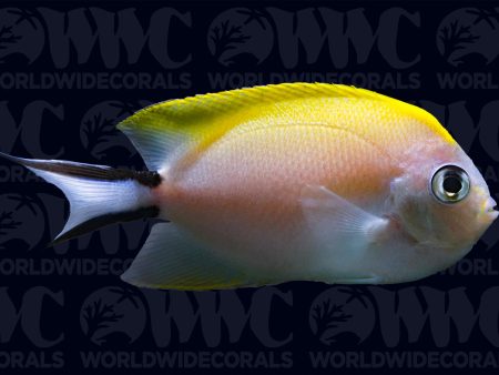 Zebra Swallowtail Angelfish - Female - Indonesia Hot on Sale