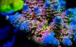 Jason Fox Homewrecker Tenuis Acropora For Sale