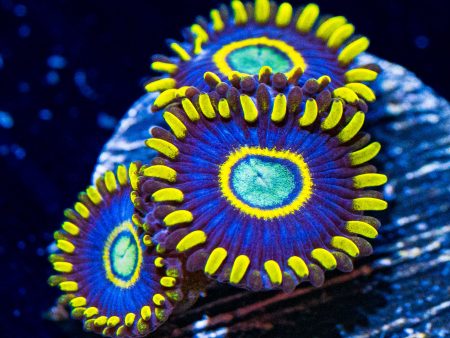 Blue Hornet Zoanthids Online now