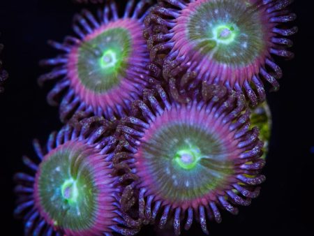 WWC Serenity Zoanthids For Sale